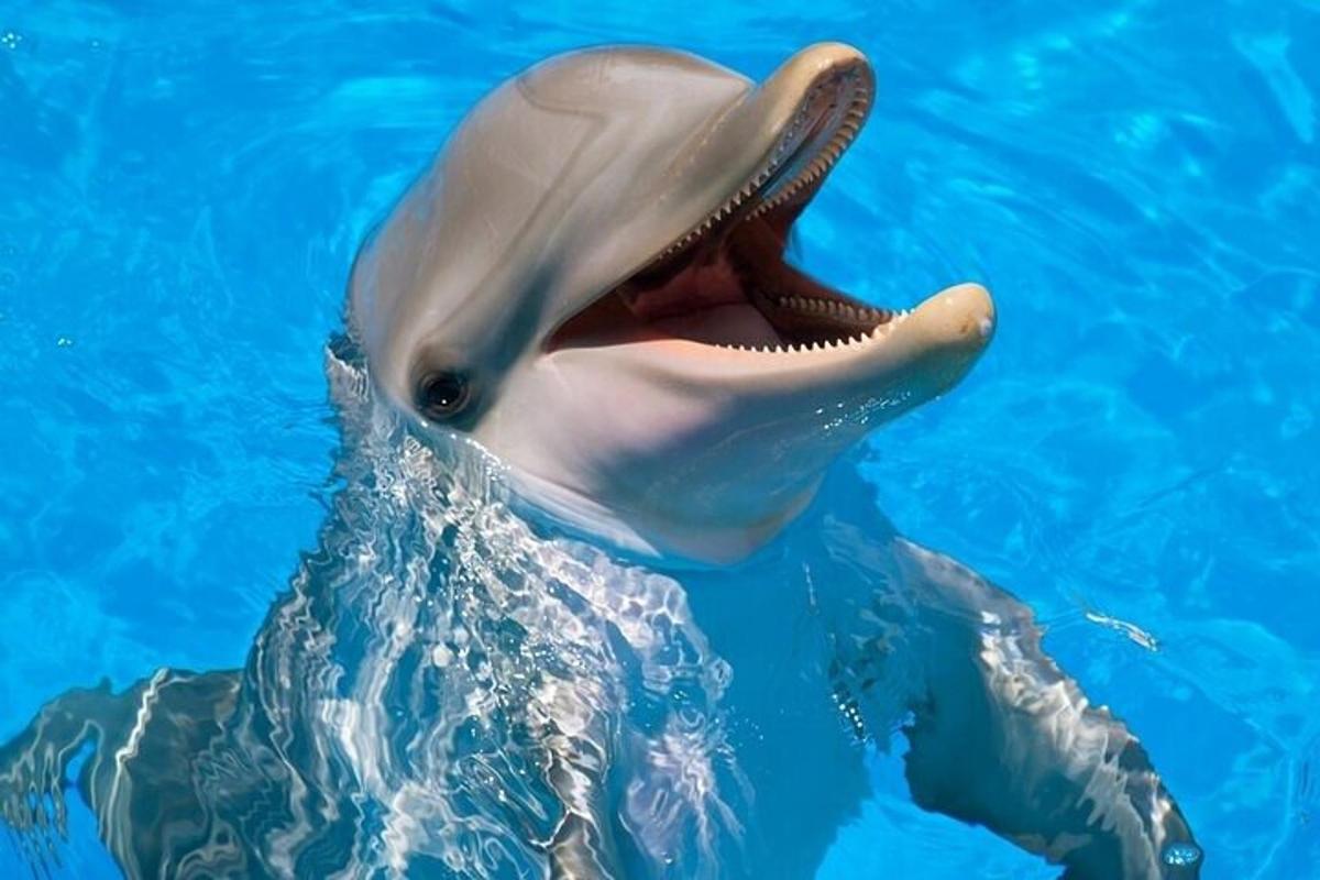 un delfino in acqua con la bocca aperta