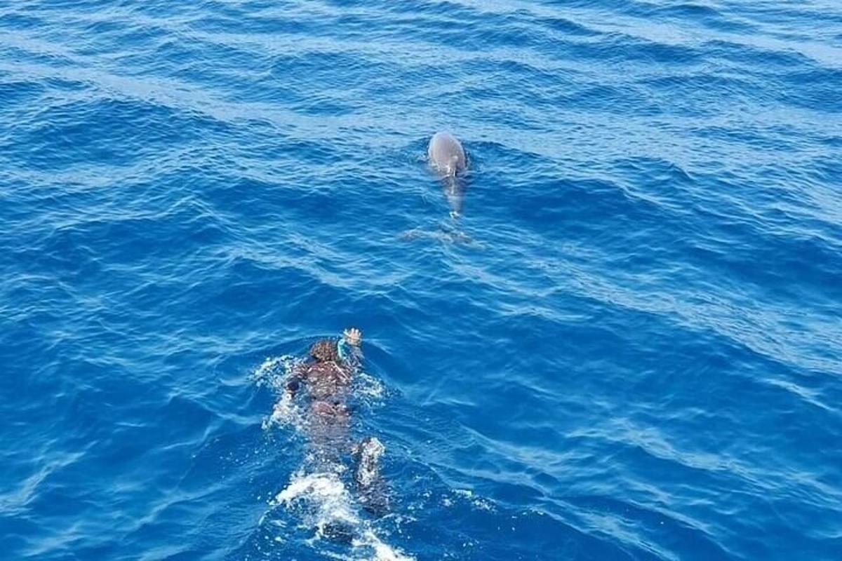 delfin in oseba, ki plavata v vodi