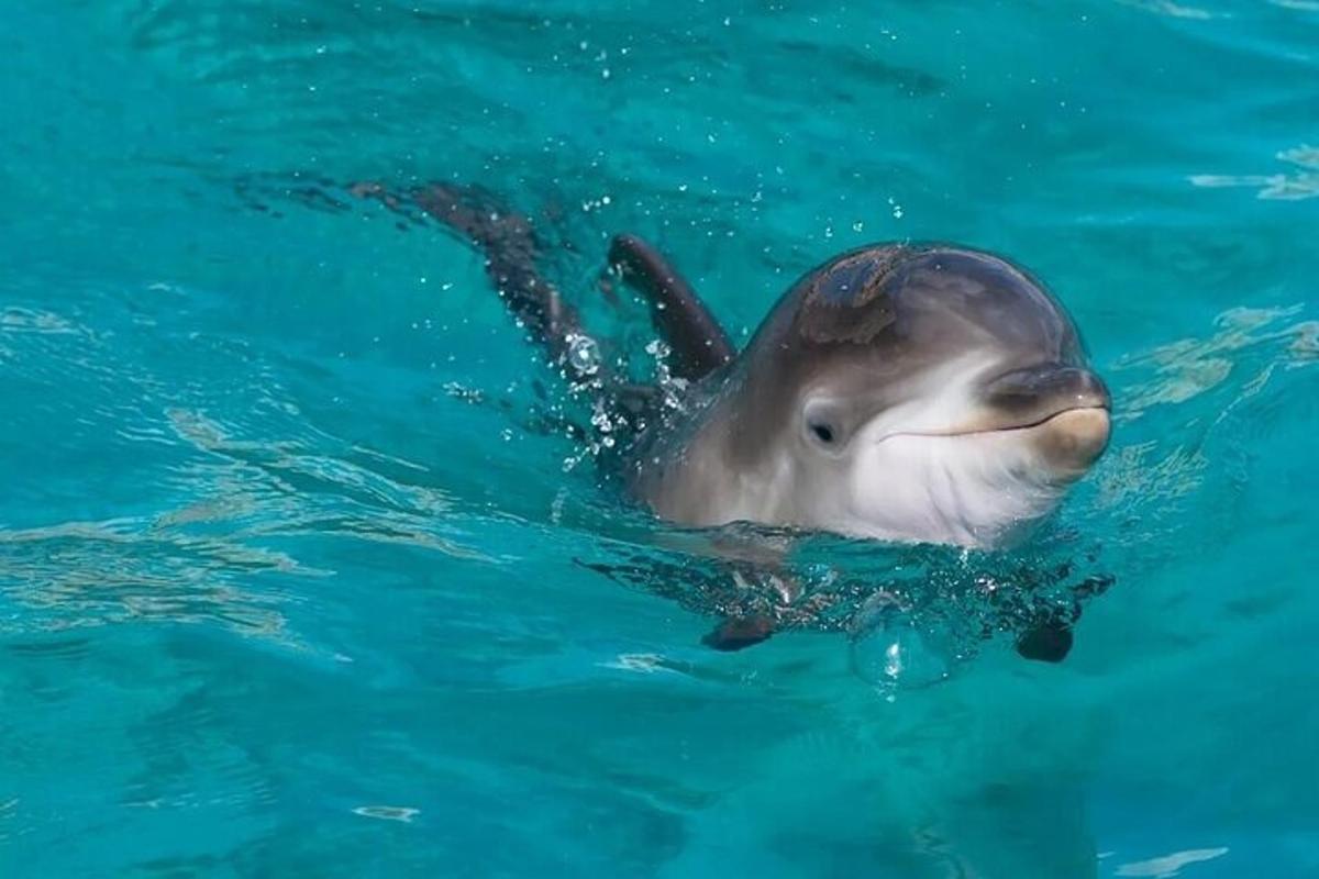 un delfino che nuota nell'acqua