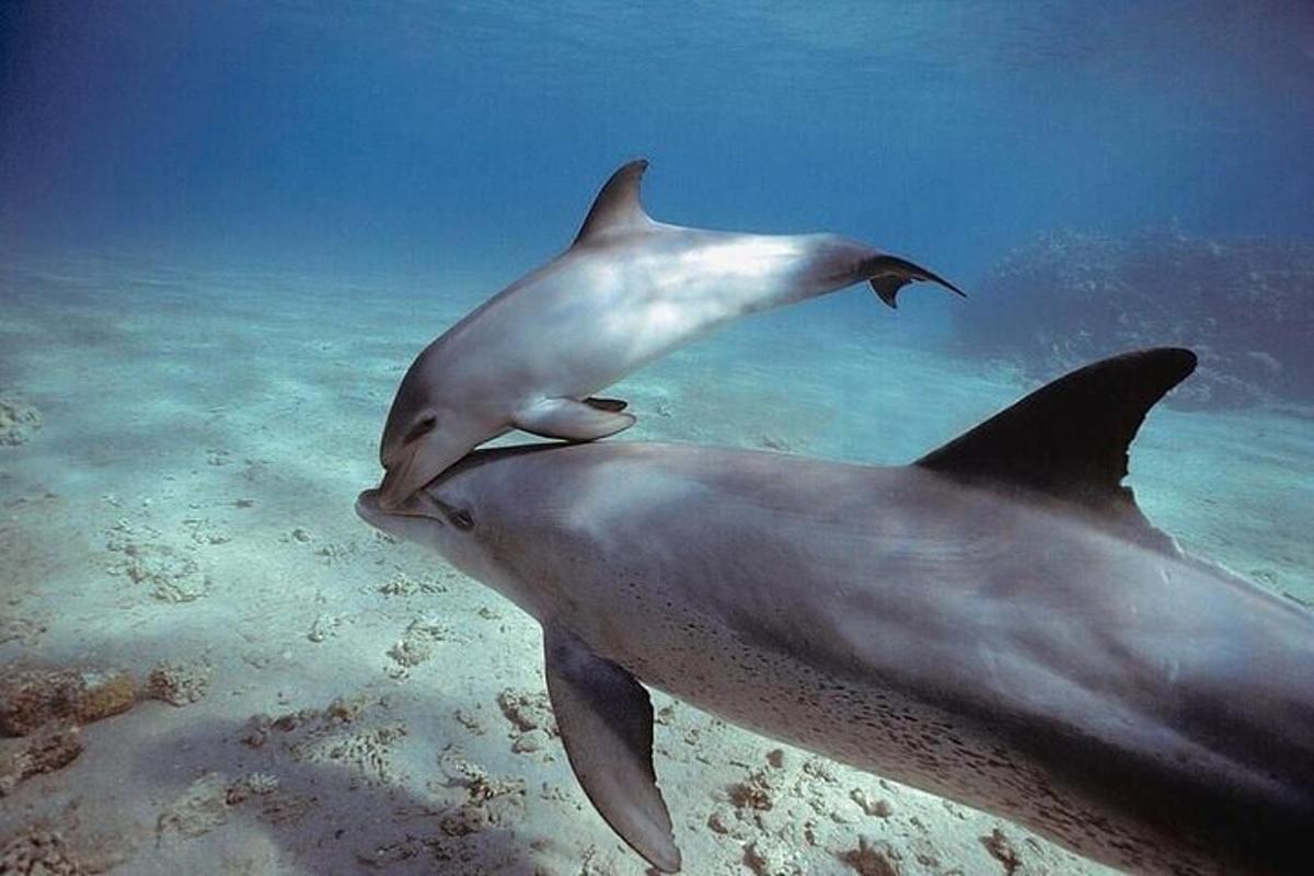 due delfini che giocano nell'acqua dell'oceano