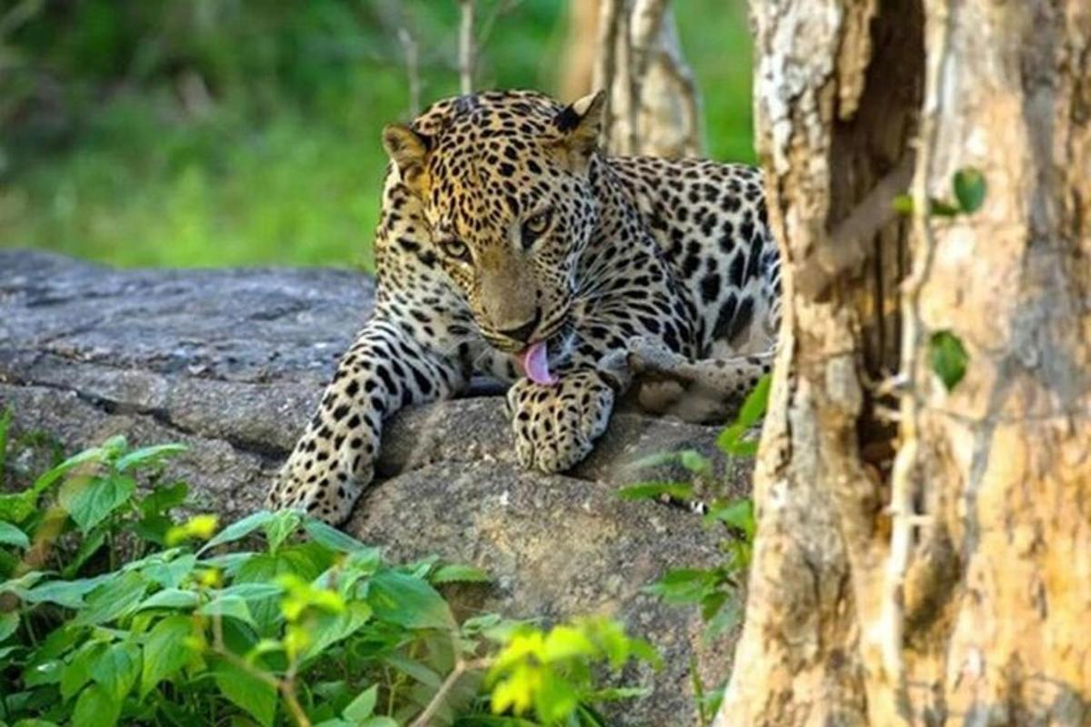 leopard istub puu kõrval kaljul