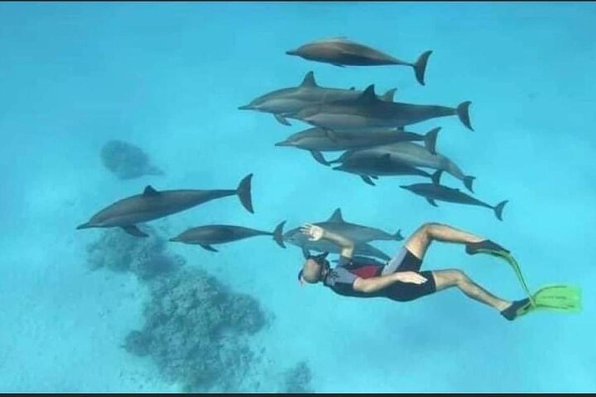 uma mulher nadando na frente de uma manada de tubarões