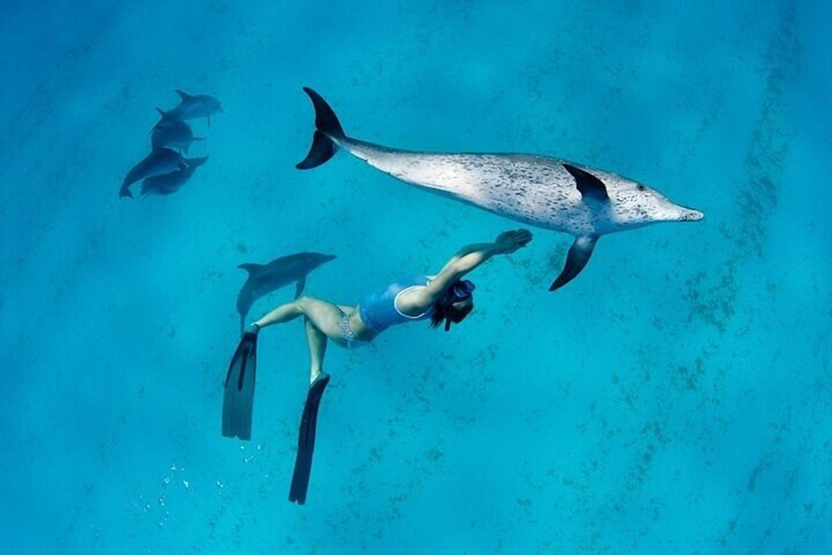 uma mulher nadando com um grupo de golfinhos no oceano