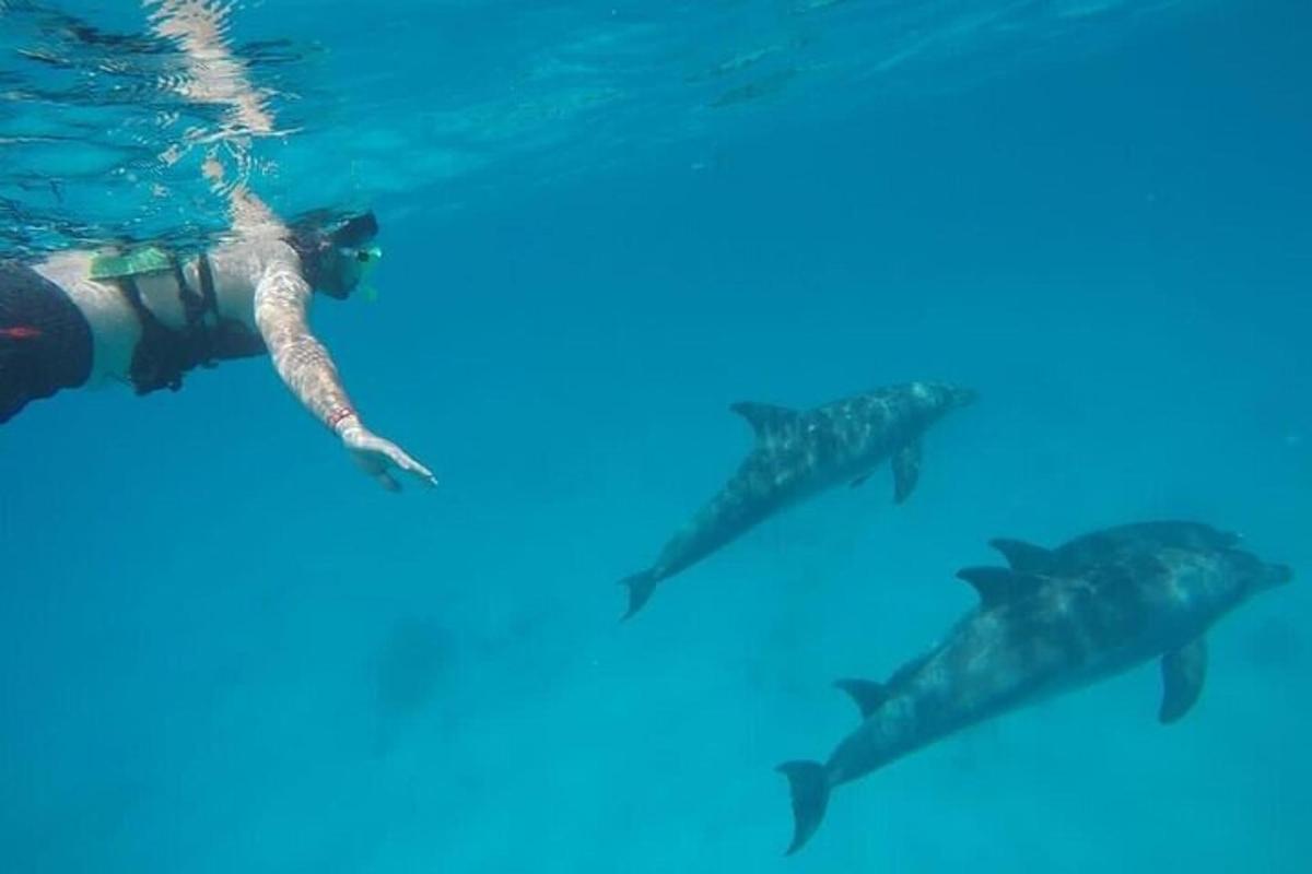 uma pessoa nadando na água com um grupo de golfinhos