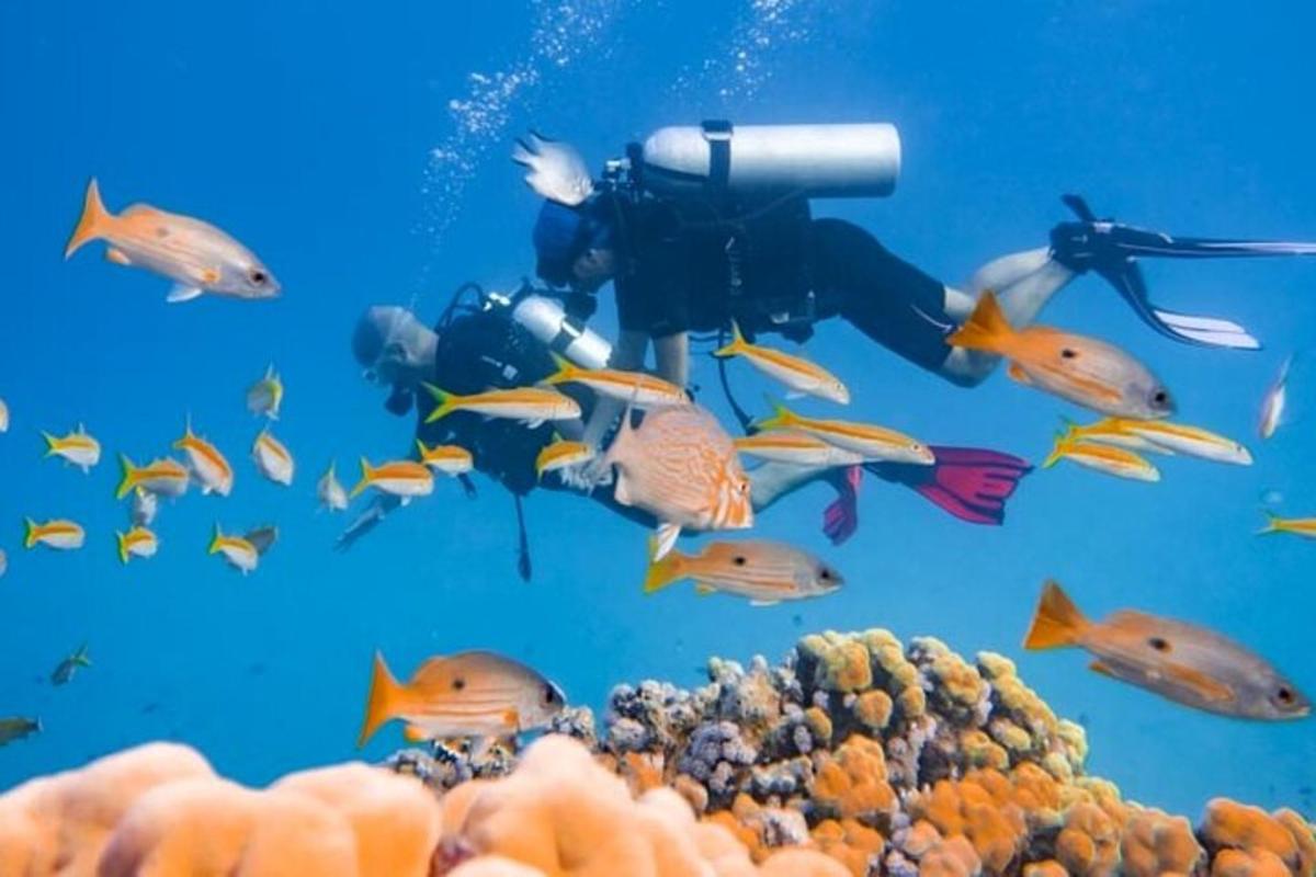 ein Taucher, der ein Foto von einem Fischschwarm macht