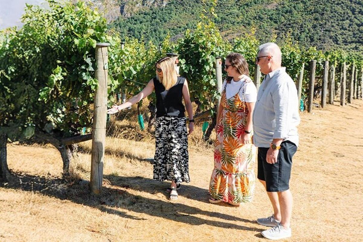 skupina lidí stojící před vinicí
