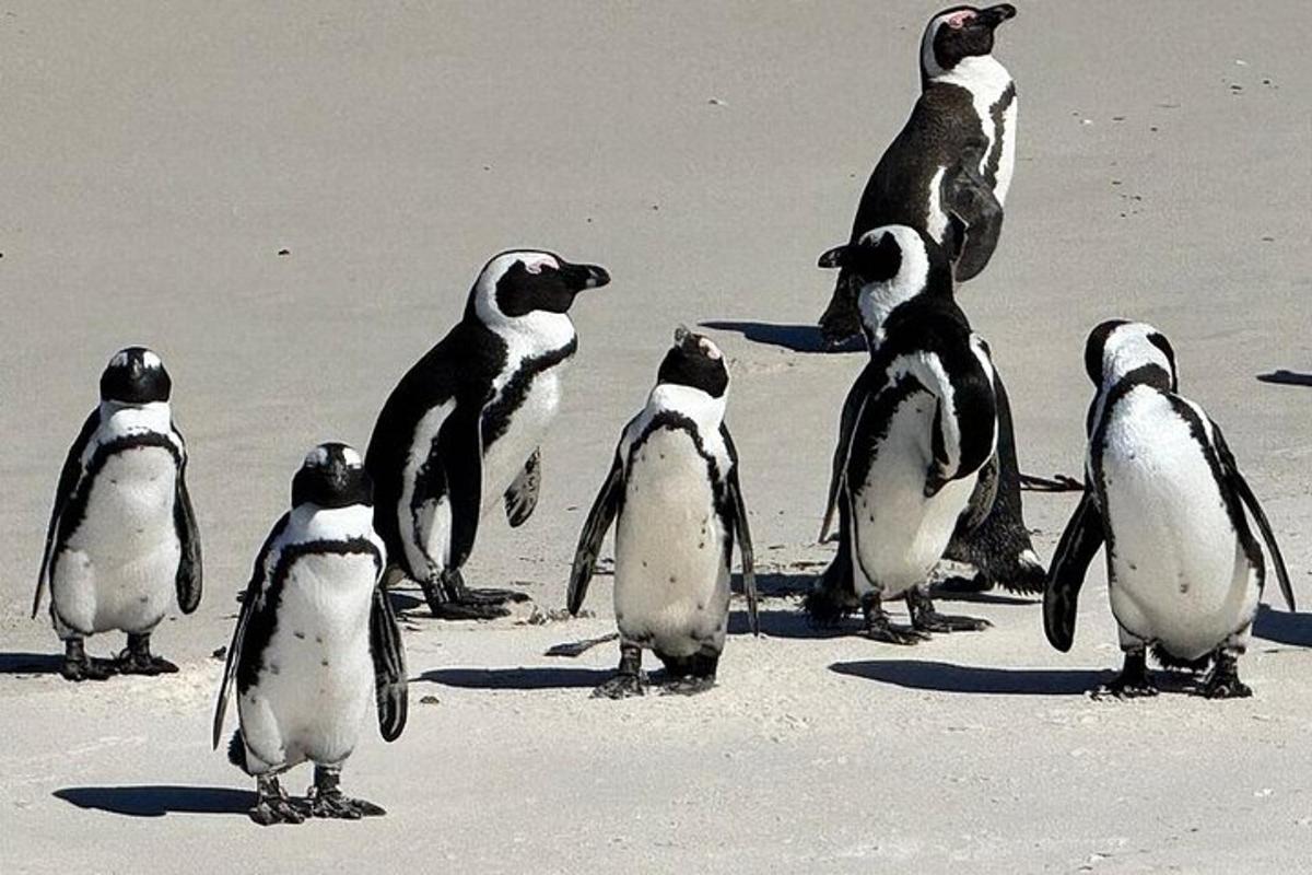 pingviinide grupp seisab rannas