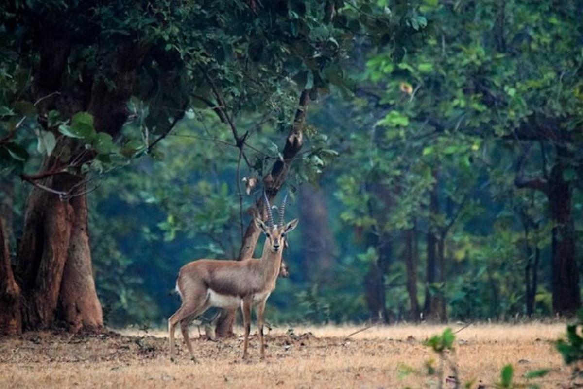 a deer standing in a field next to a tree