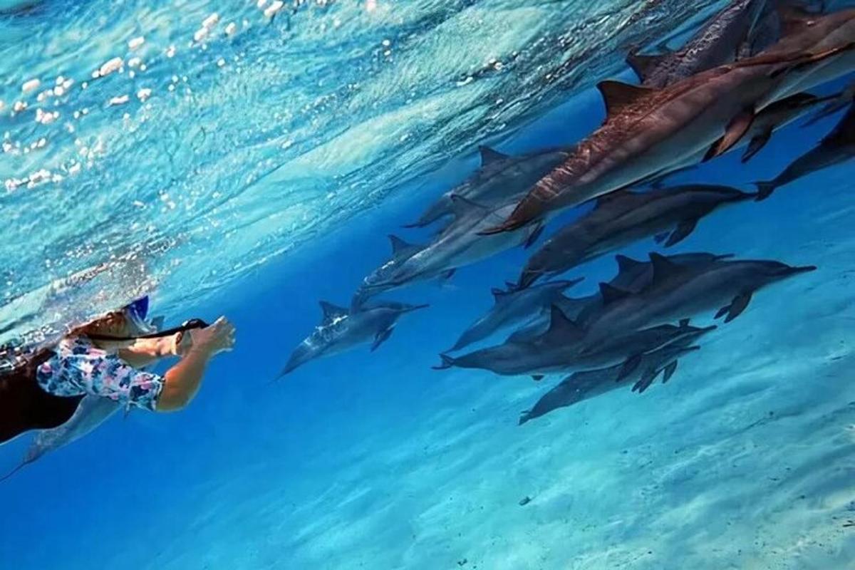 a person swimming next to a group of dolphins in the water