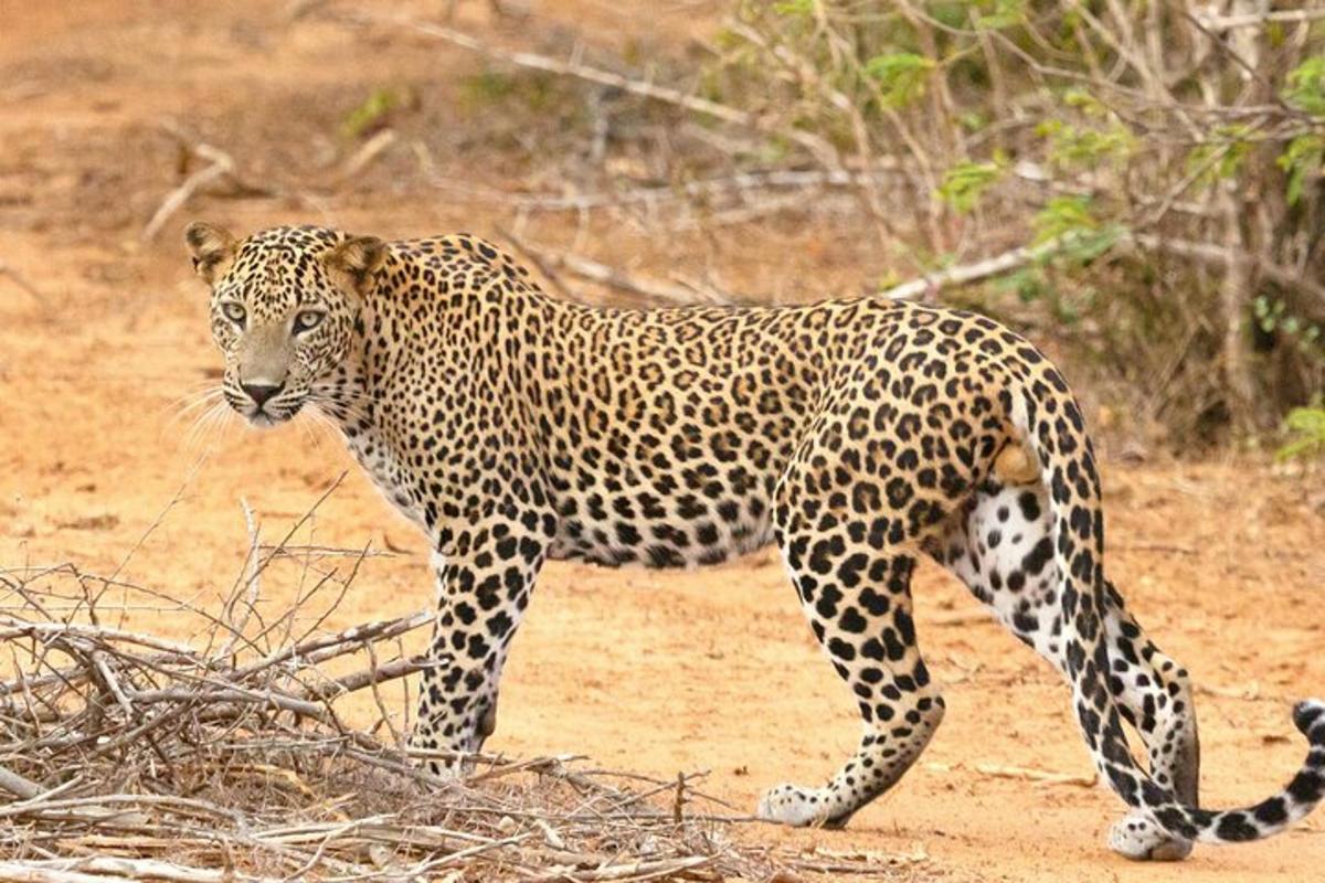 a leopard walking on a dirt field