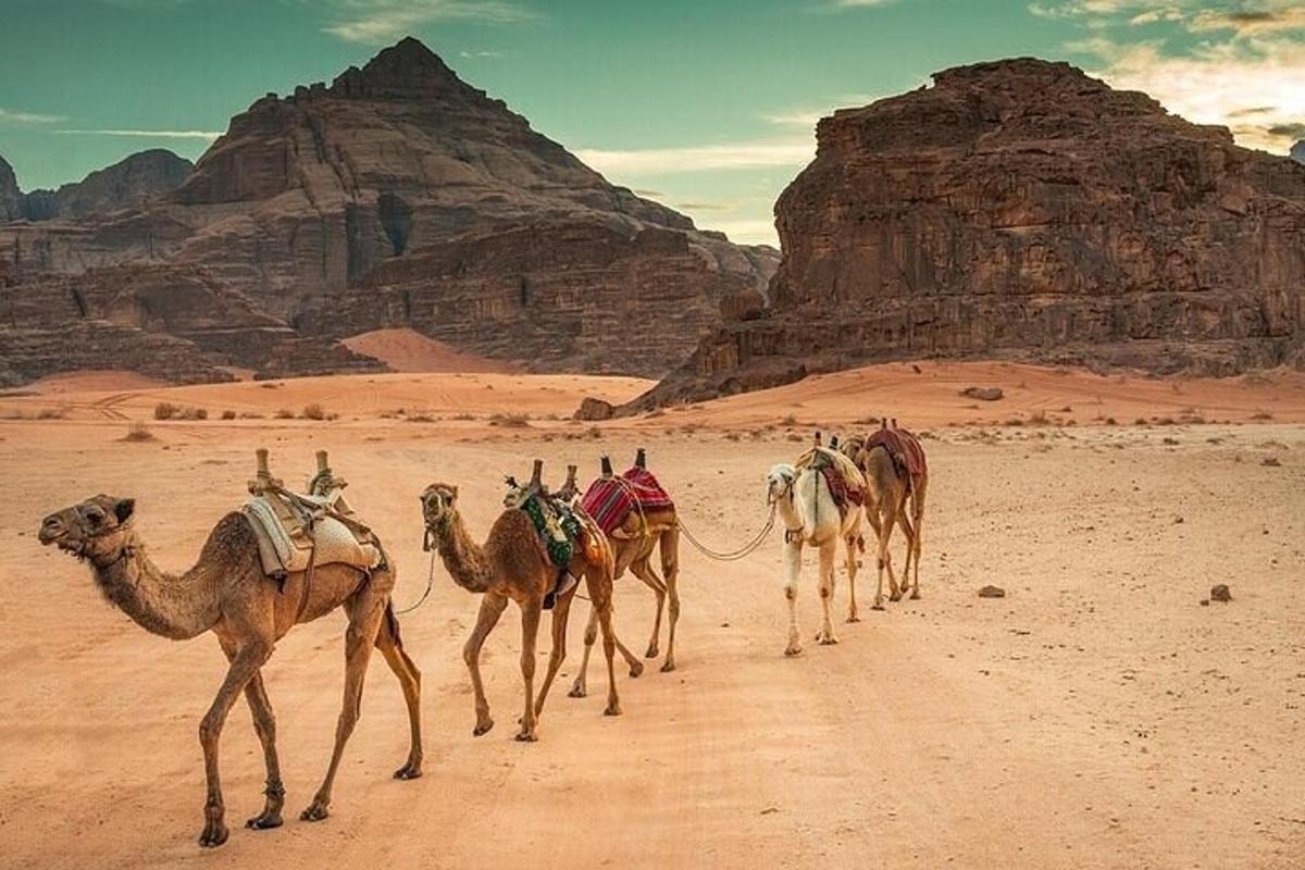un grup de camells caminant per un camí de terra al desert