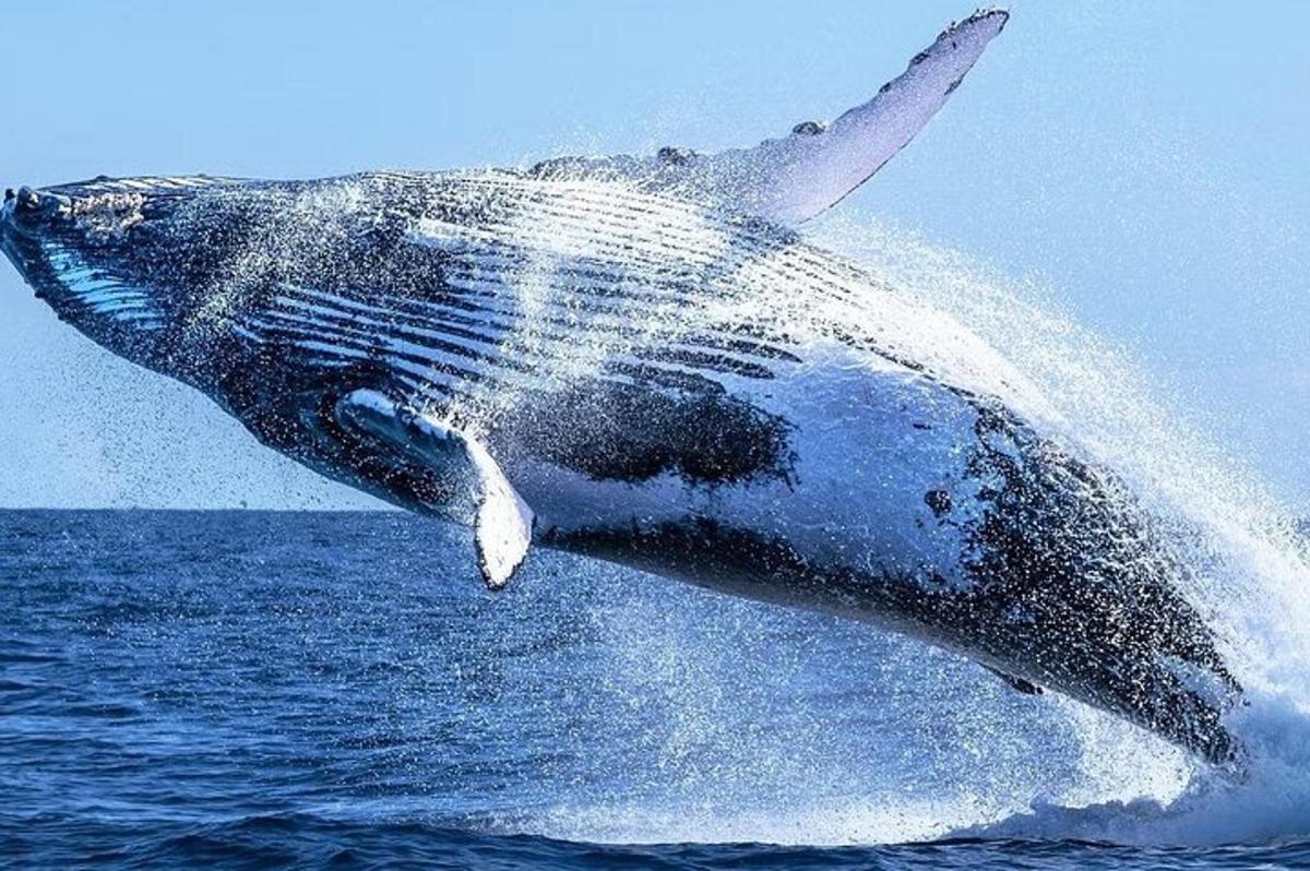 una balenottera azzurra che salta in acqua