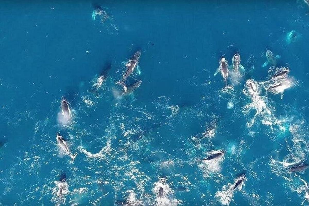 un gruppo di delfini che nuotano nell'acqua