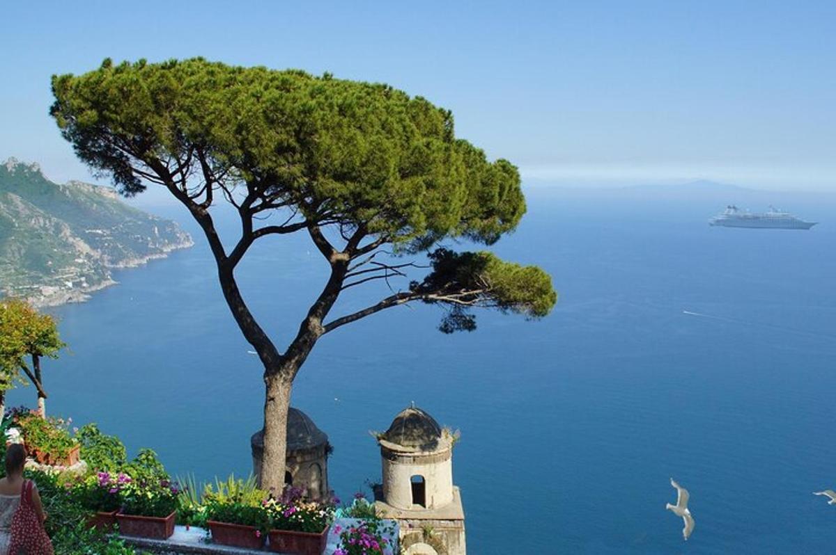 a tree sitting on top of a hill next to the ocean