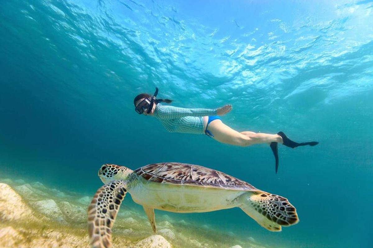 a person swimming next to a turtle in the ocean