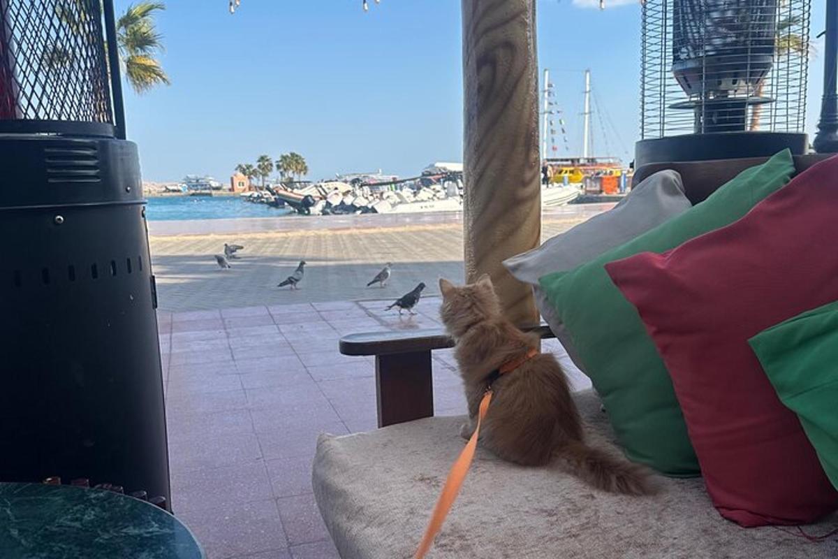 um gato na coleira sentado em um banco olhando para a praia
