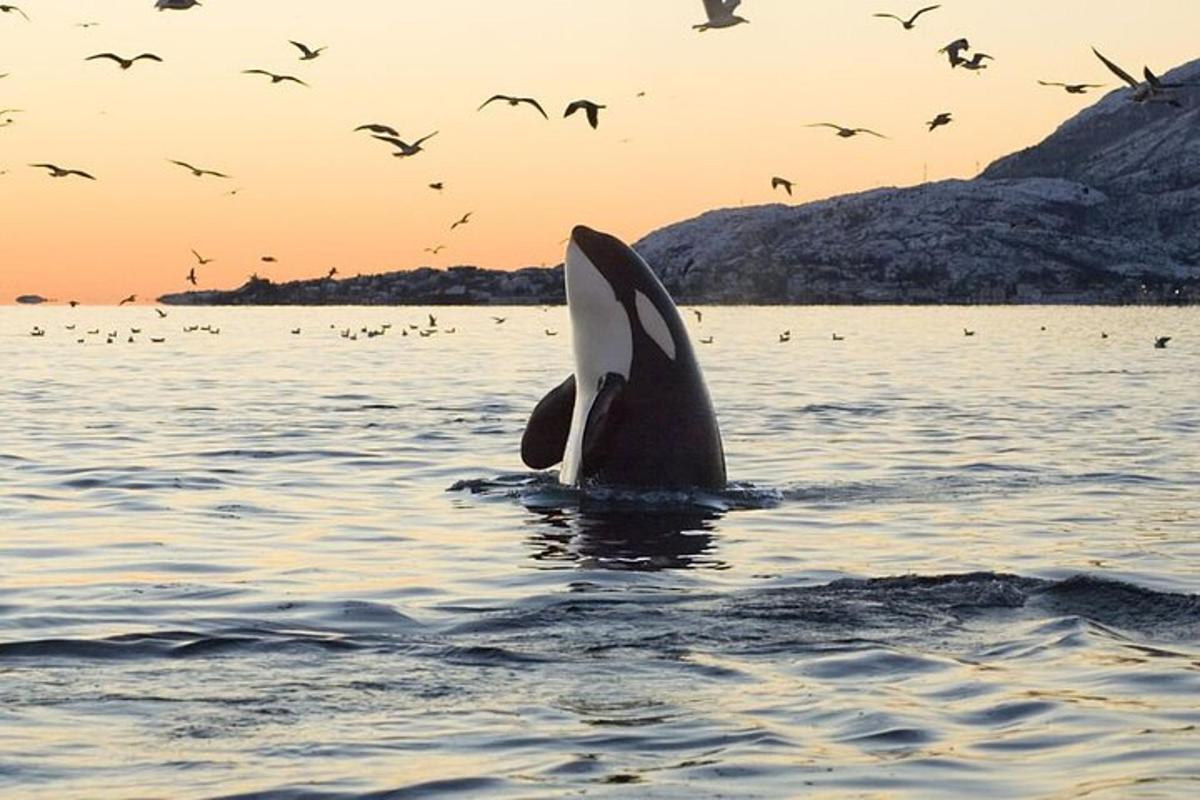 delfin v vodi z jato ptic