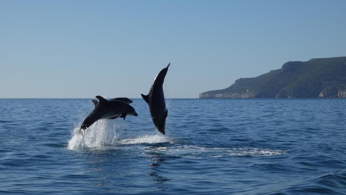 two dolphins jumping out of the water
