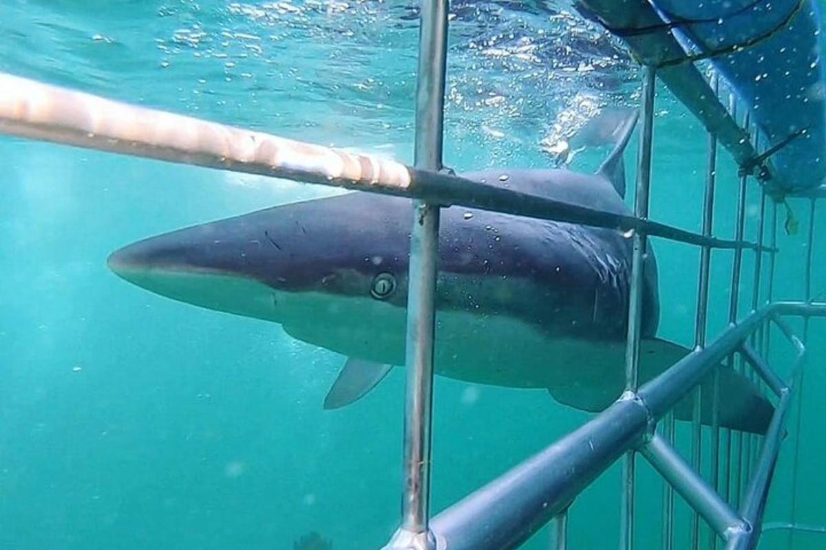 a shark in the water next to a cage