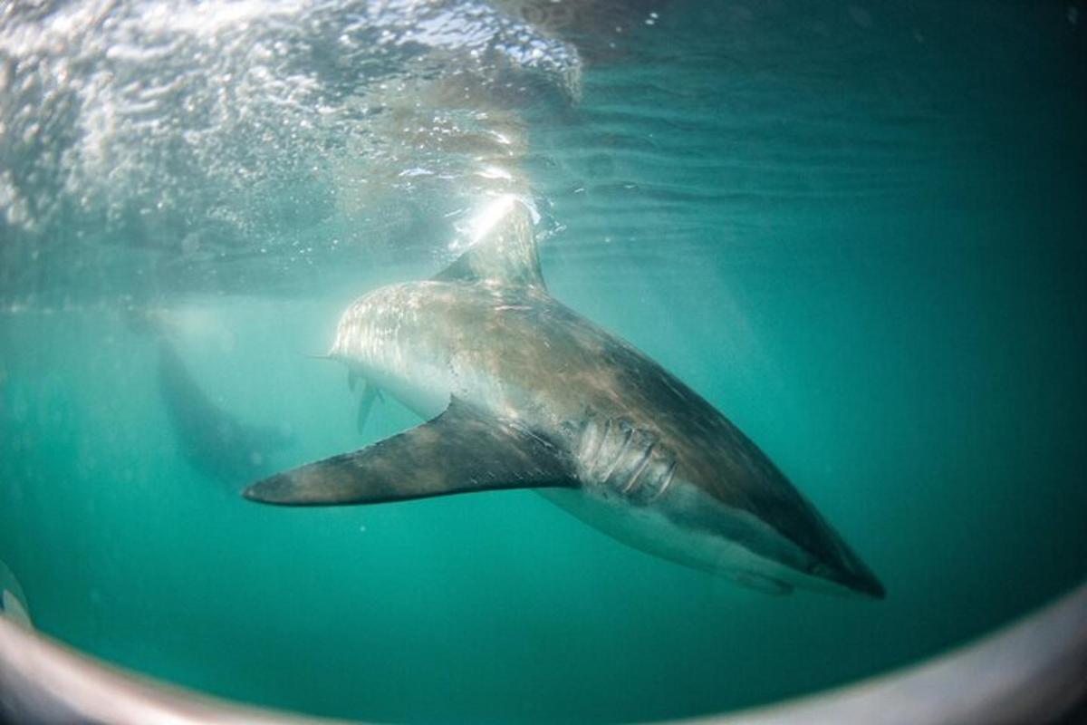 a whale shark swimming in the water