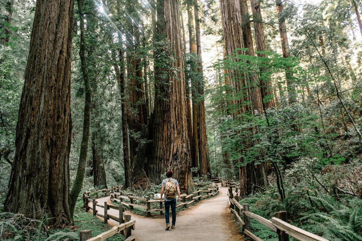 a man walking on a path through a forest of redwoods