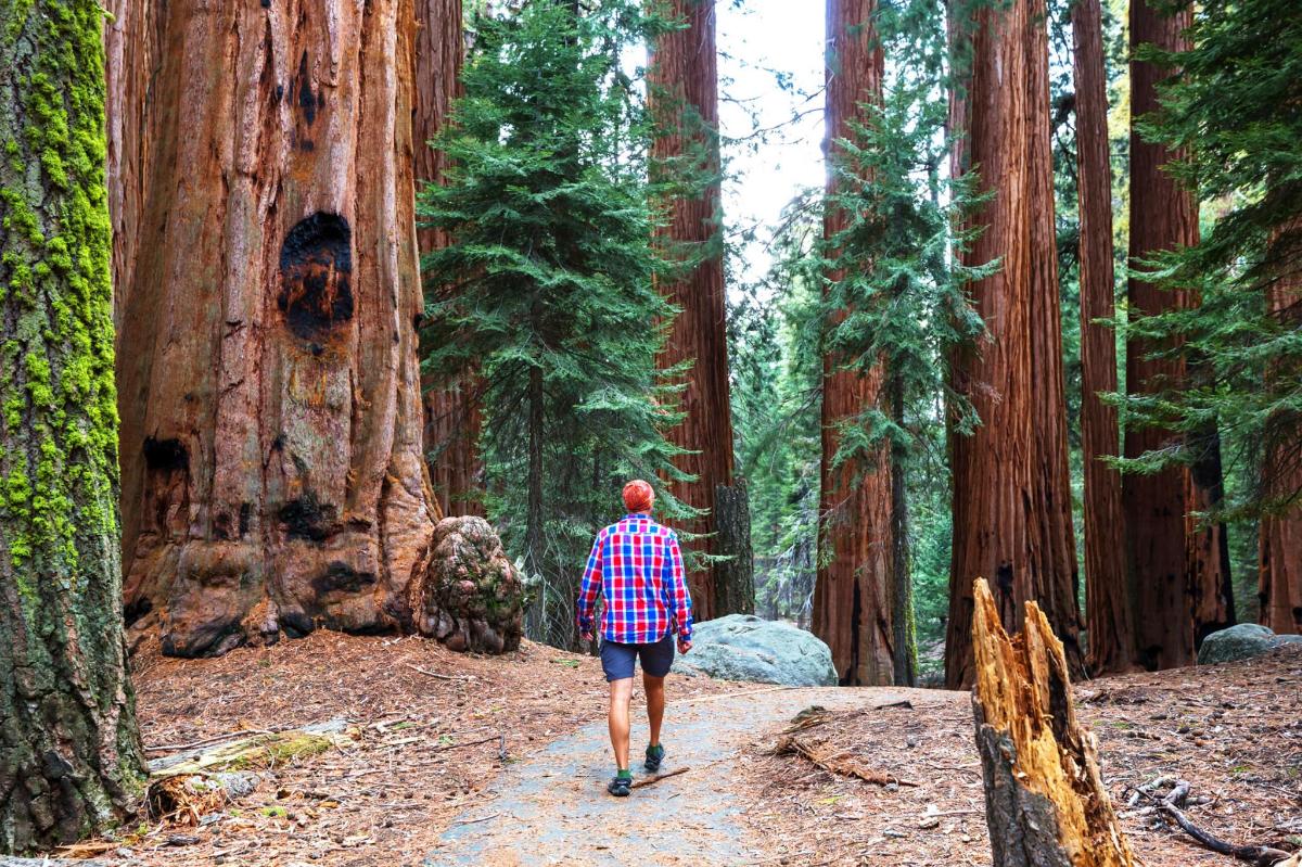 a man walking down a trail in a redwood forest