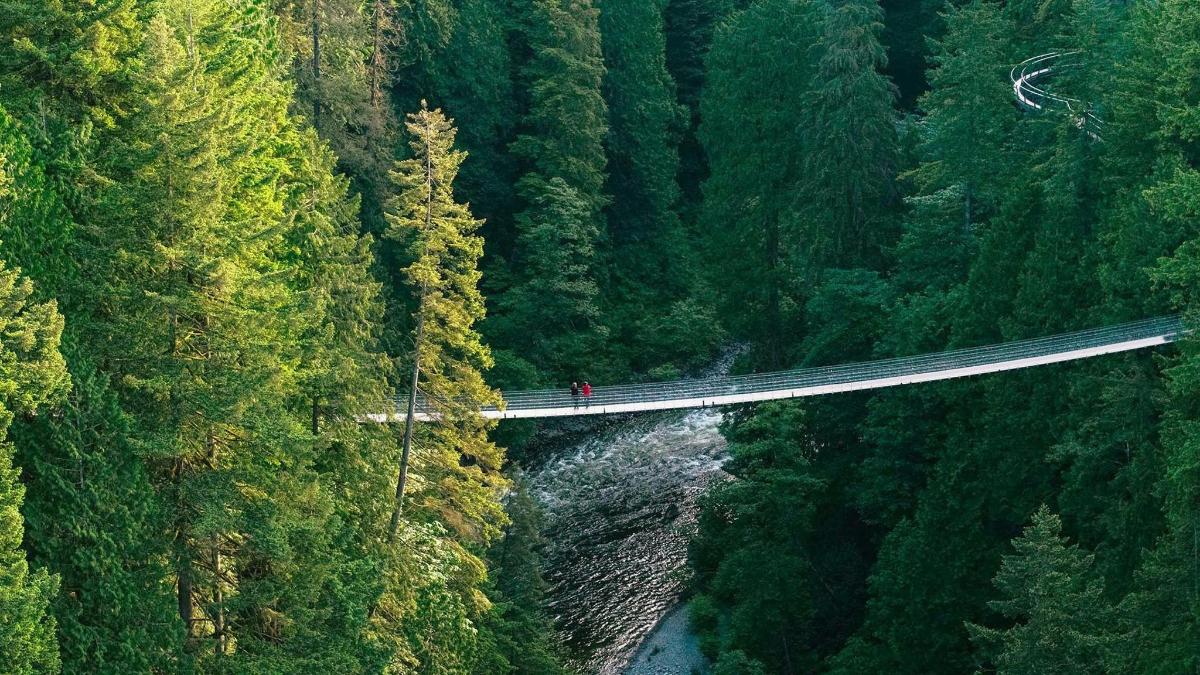 a person standing on a bridge in a forest