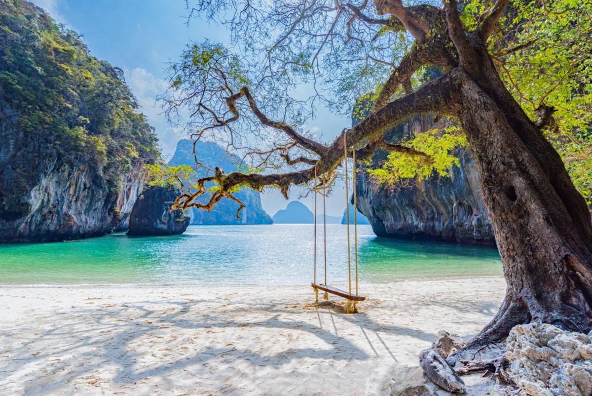 a swing hanging from a tree on a beach