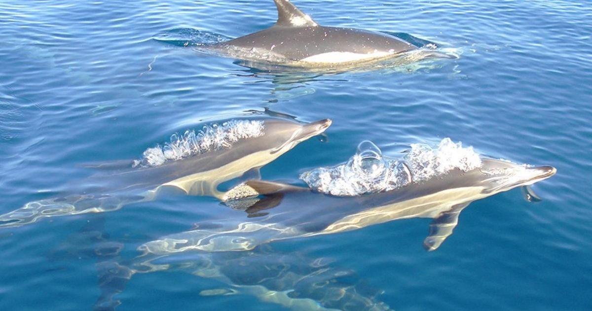 a group of dolphins swimming in the water