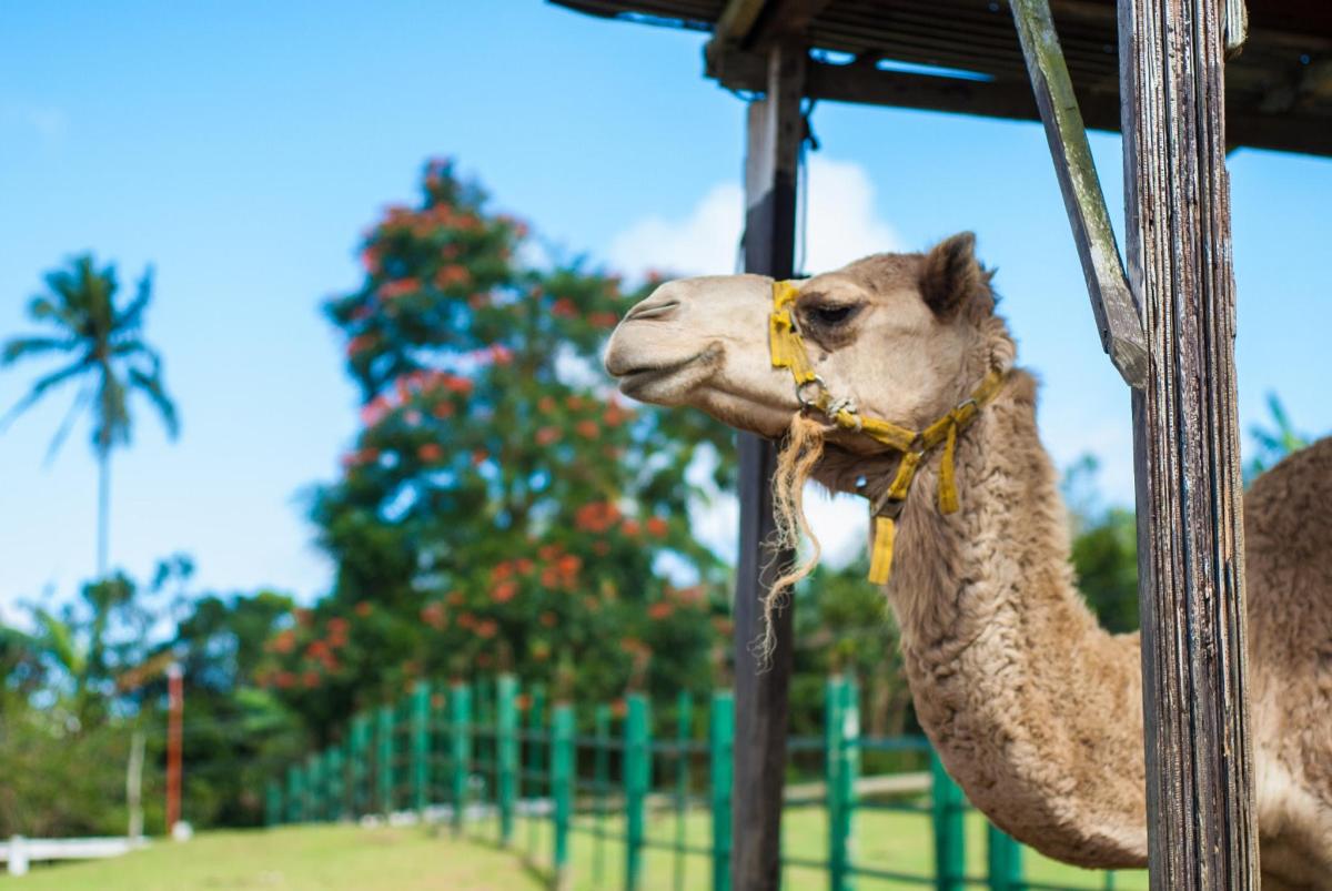 a camel tied to a pole at a park