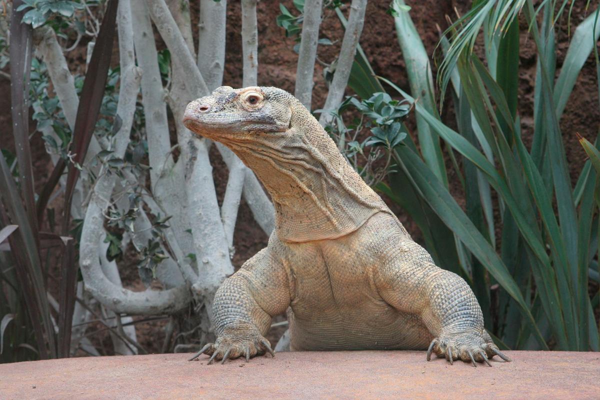 a lizard sitting on top of a rock