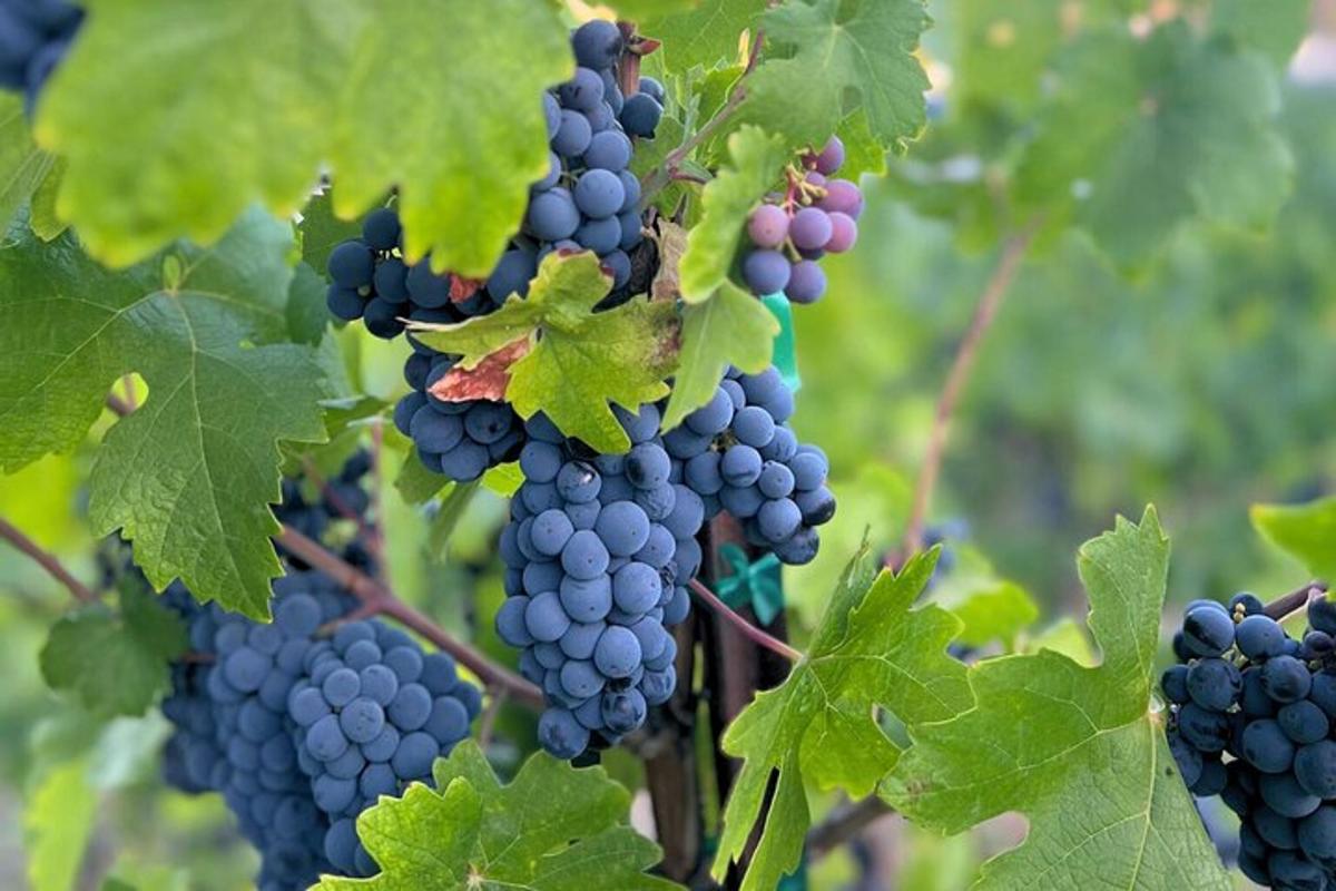 一串葡萄挂在藤上