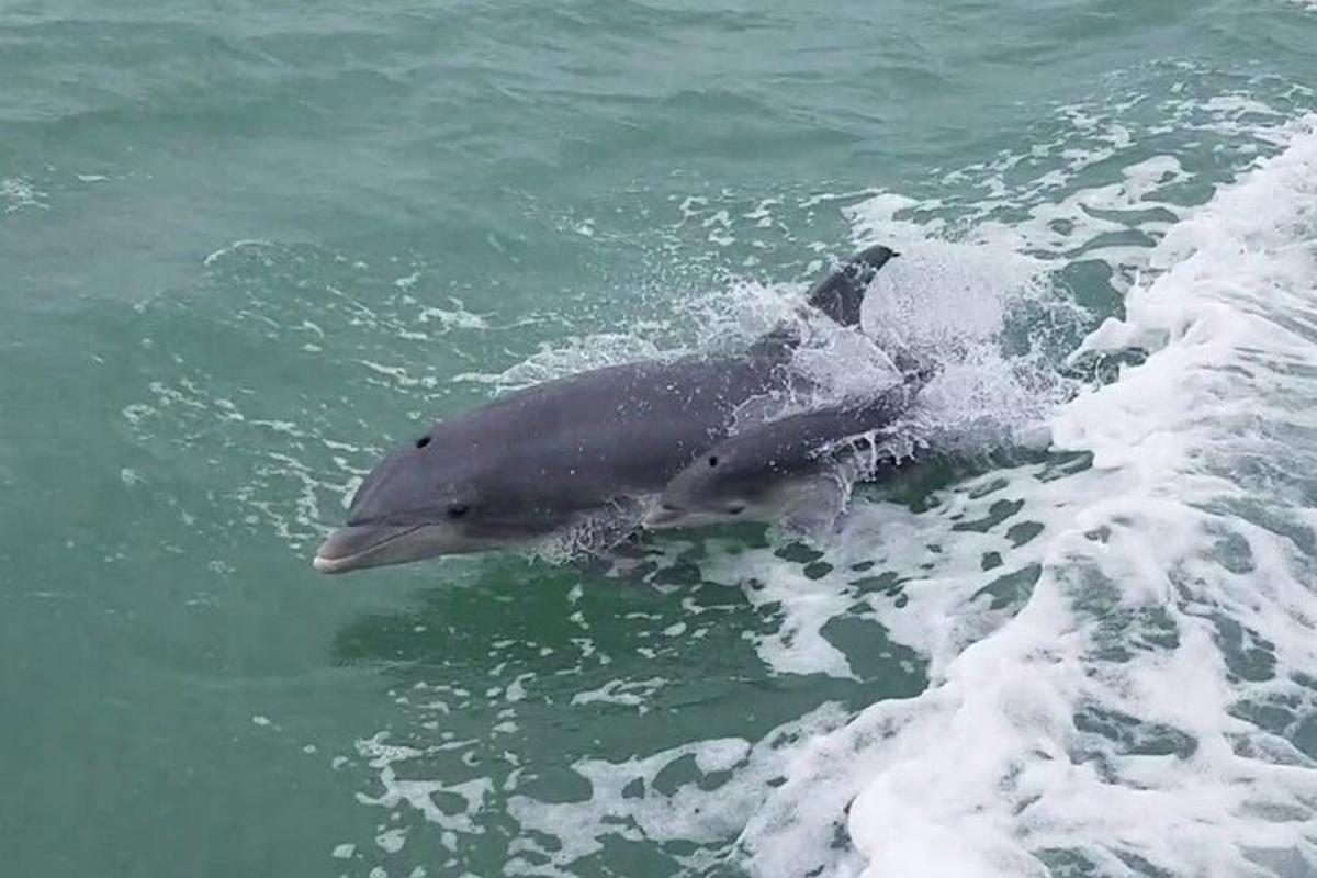 a dolphin in the water next to a wave