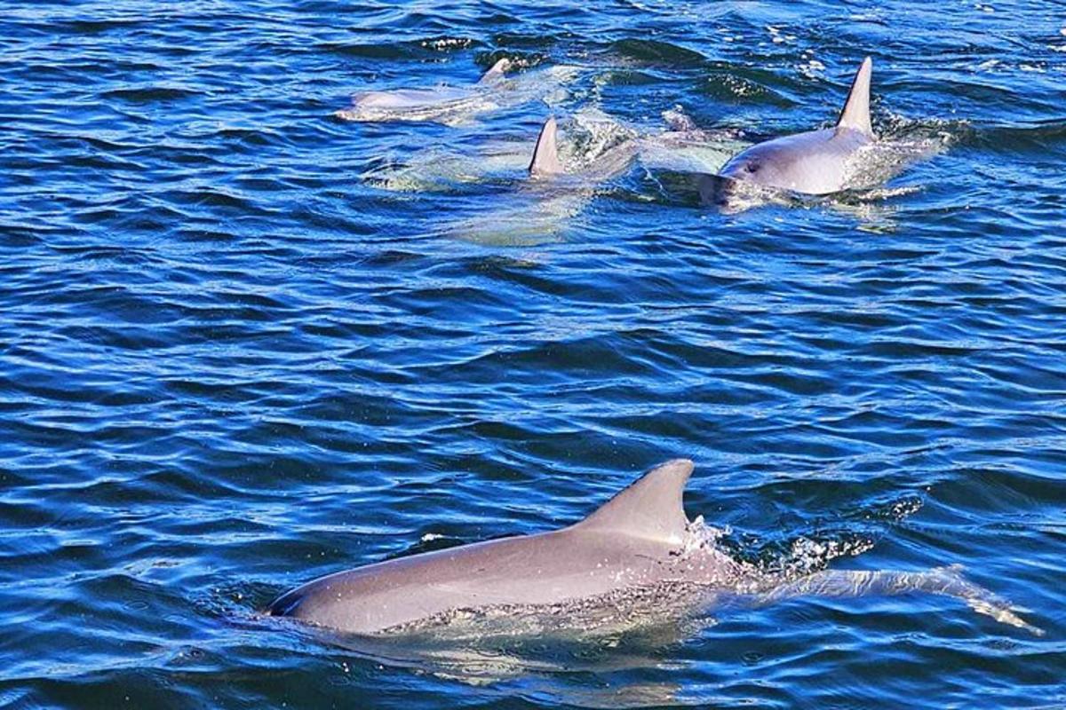 a group of dolphins swimming in the water