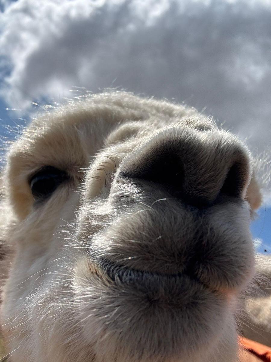 a close up of a llama nose with a cloudy