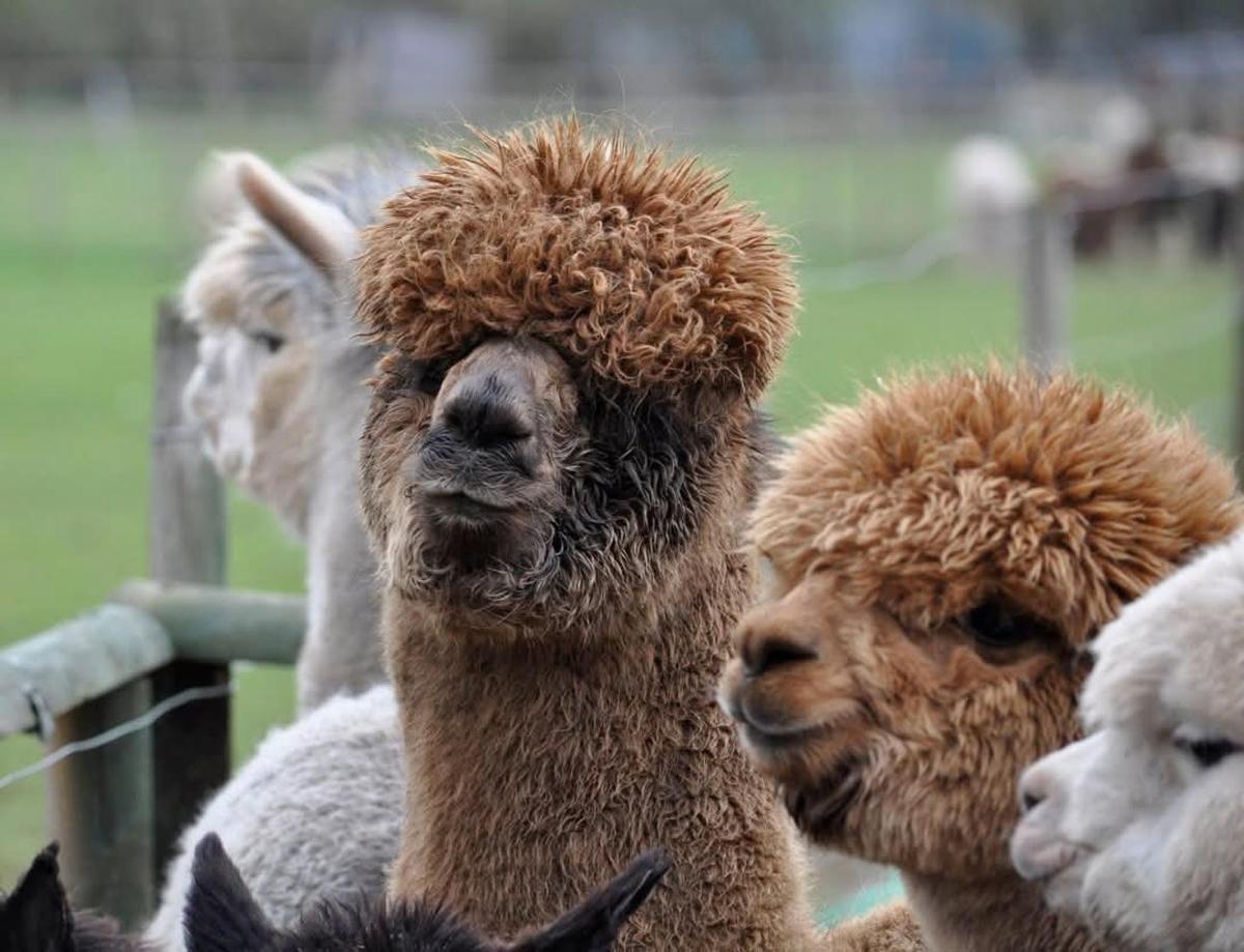 a group of llamas standing next to a fence