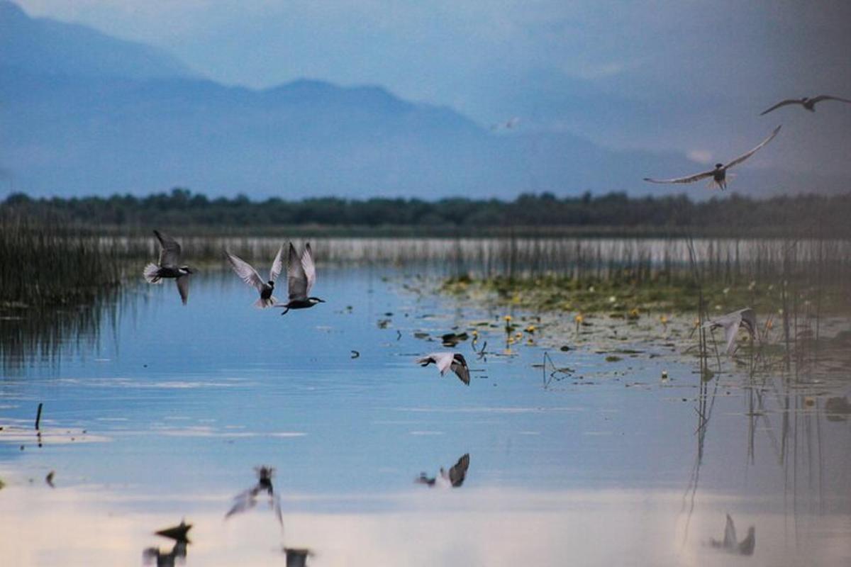 a flock of birds flying over a body of water