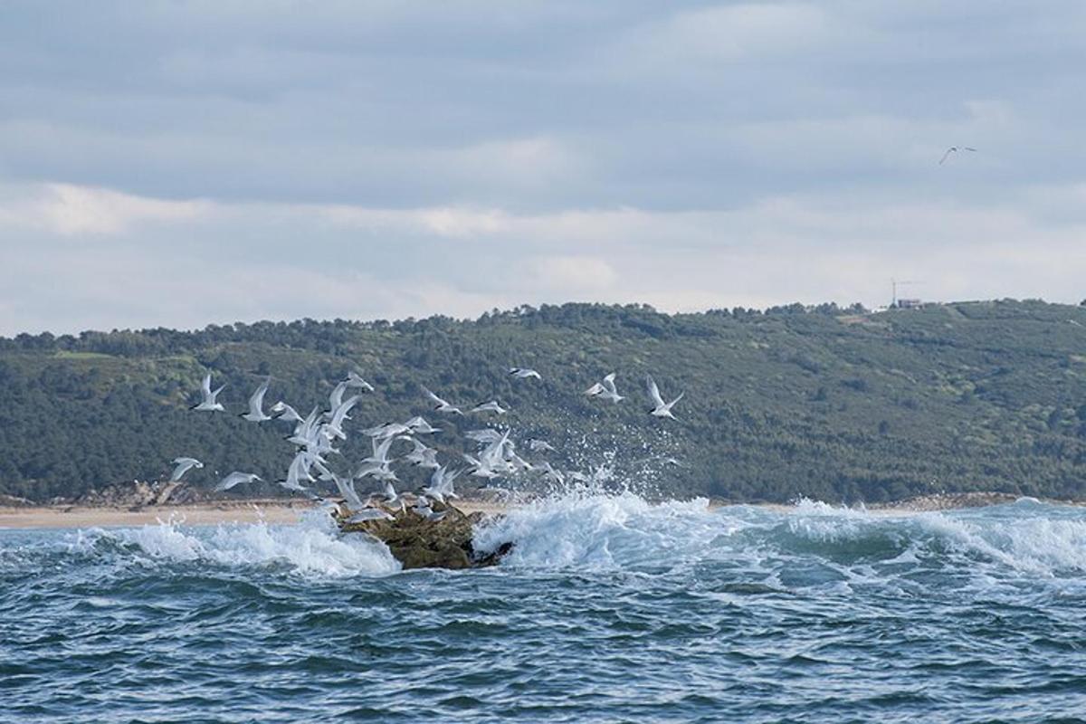 一群鸟飞过海中的一块岩石