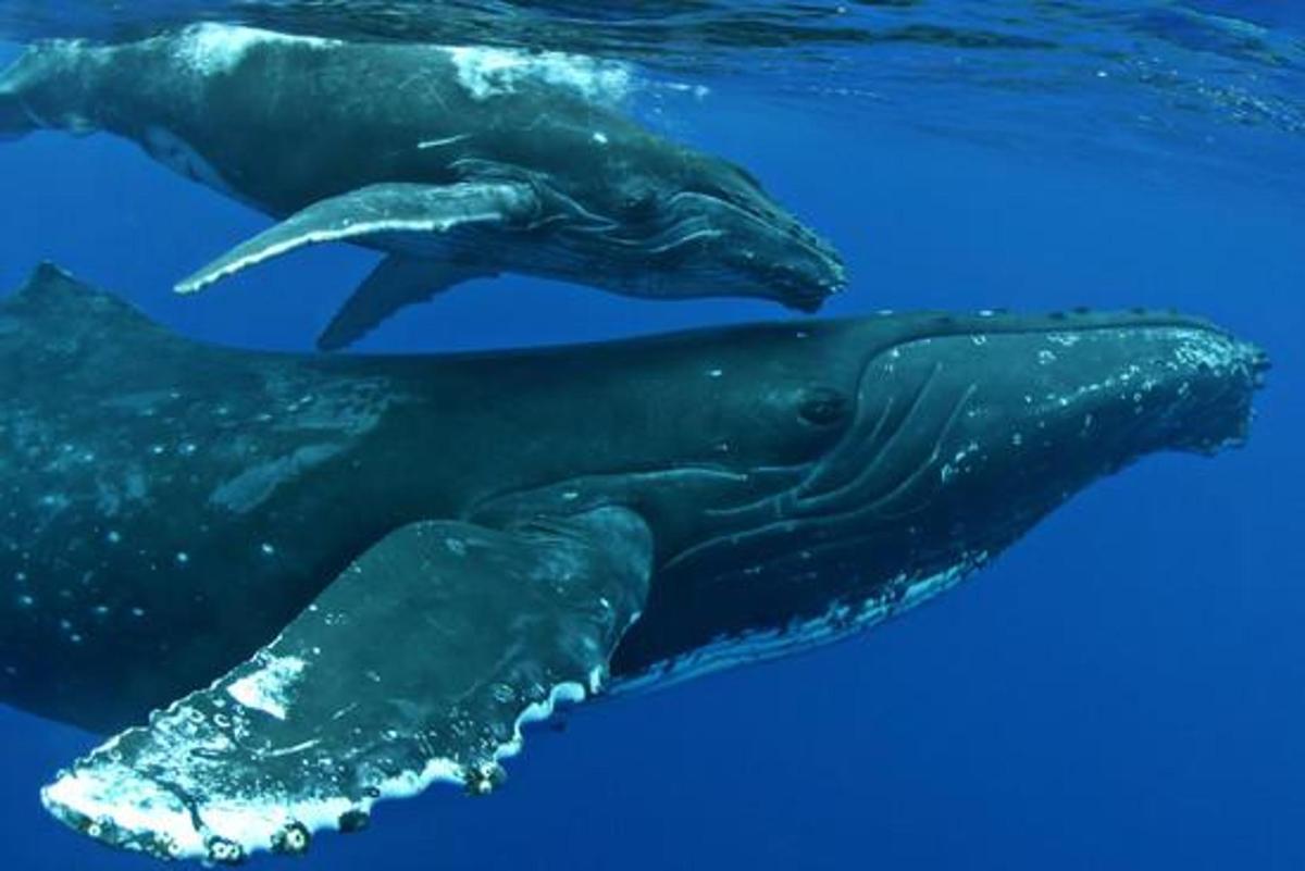 two seals swimming in the blue water