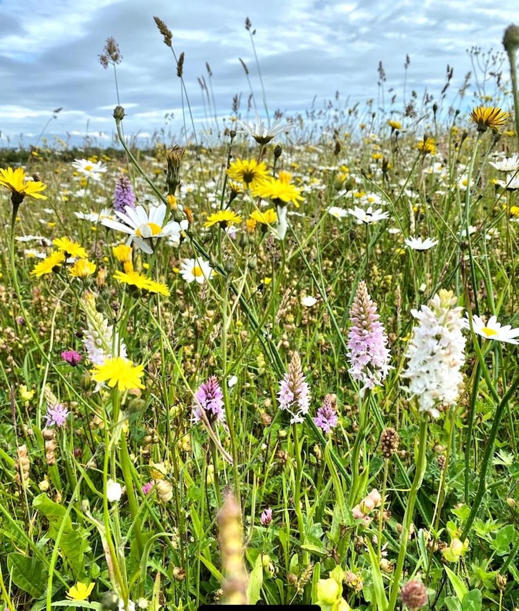 pole plné spousty květin