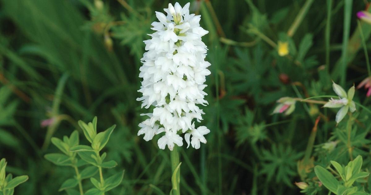 detailní záběr na bílý květ