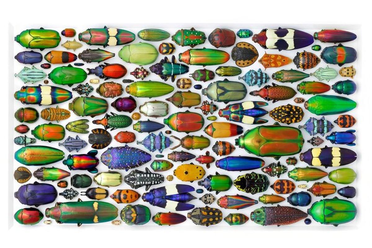 a collage of different types of glass fish