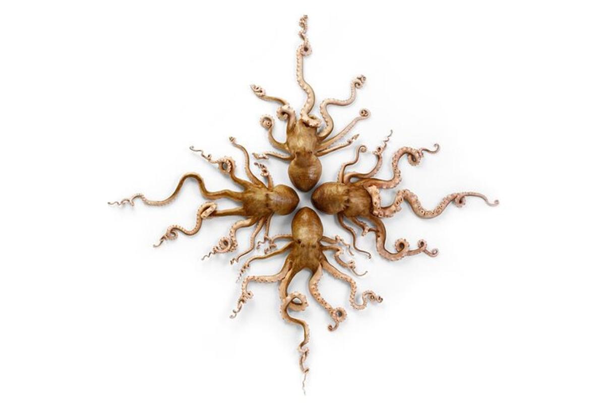 a large octopus hanging on a white wall