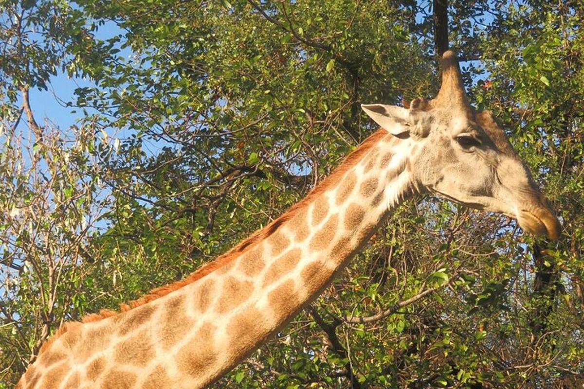 žirafa stojící před stromem