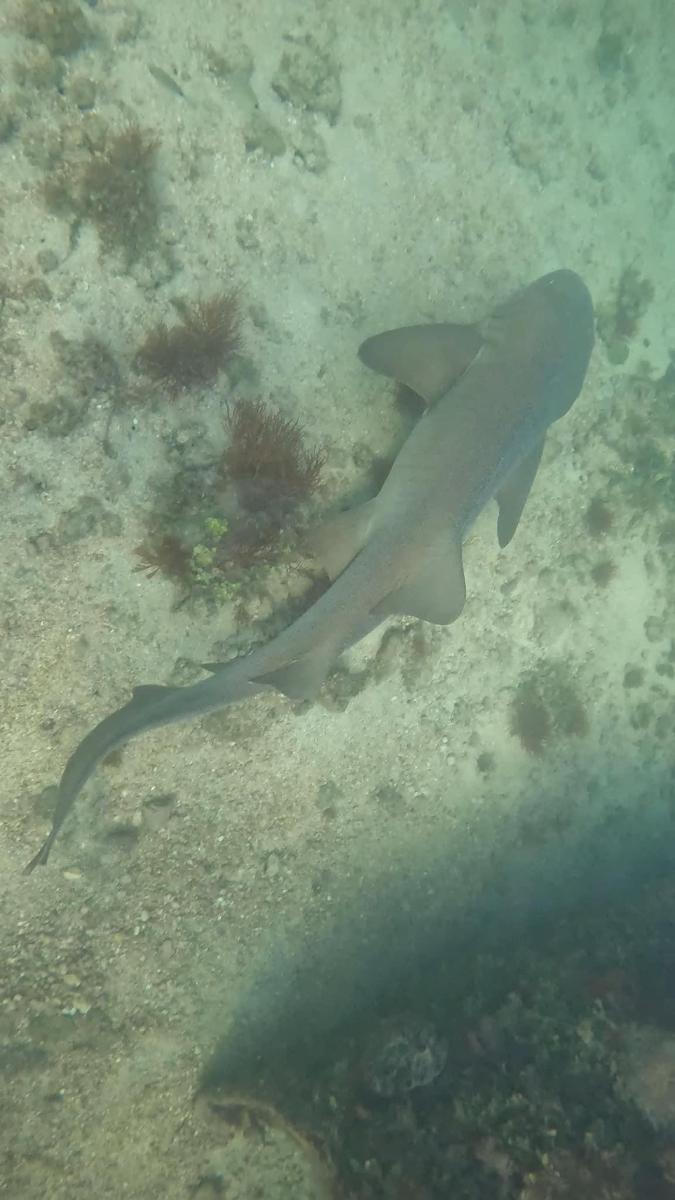 a gray shark swimming in the water