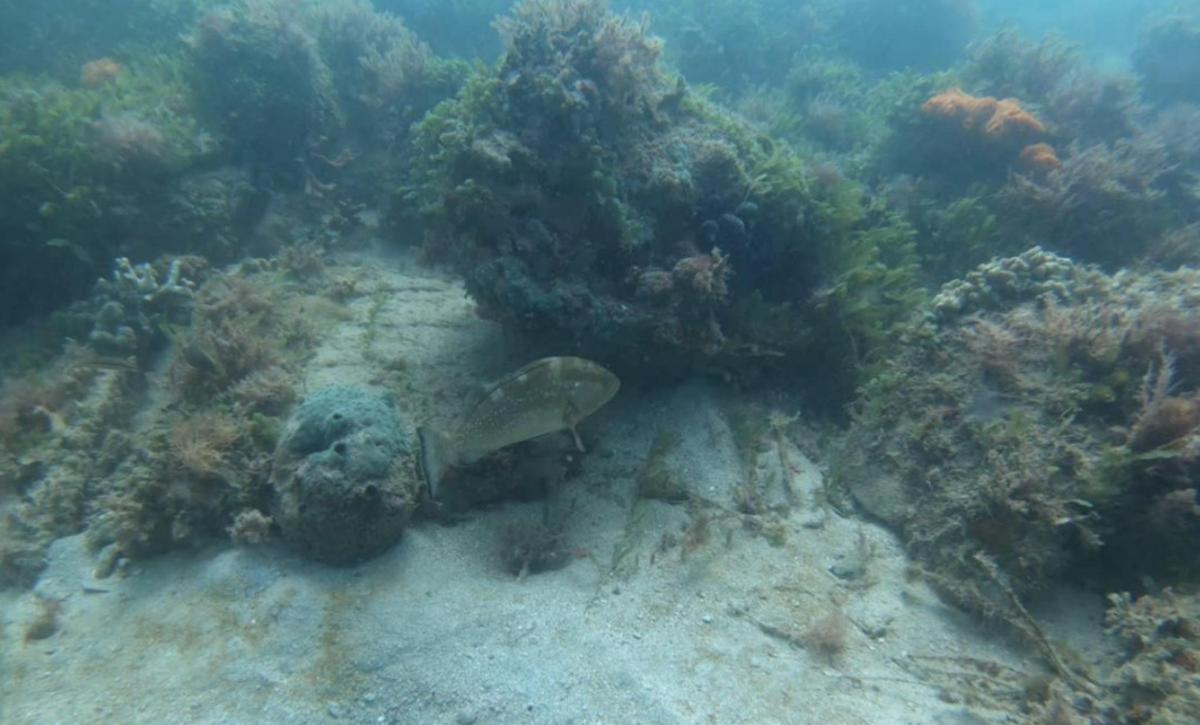 a stingray is sitting on a coral reef