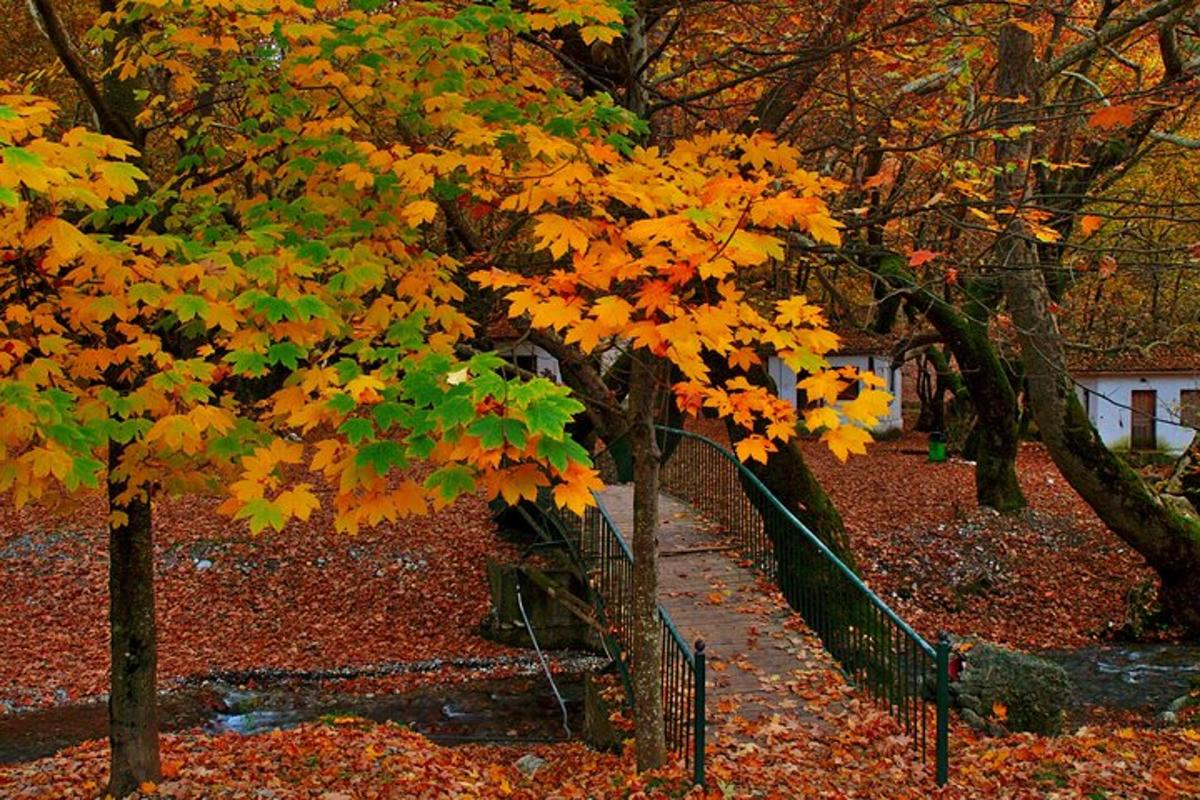 一组长满秋叶的树木和篱笆