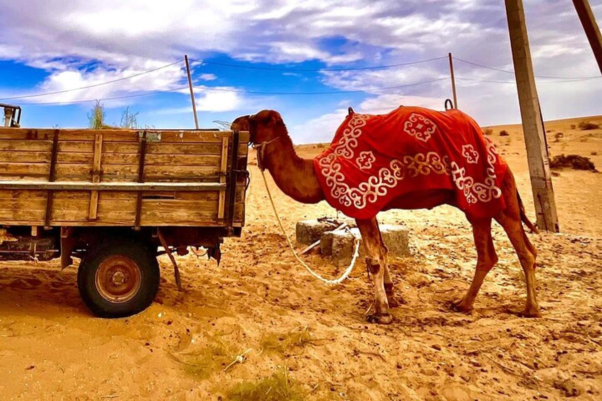 a camel is tied to the back of a truck