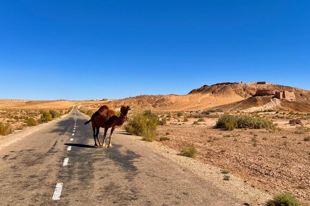 a camel standing in the middle of the road