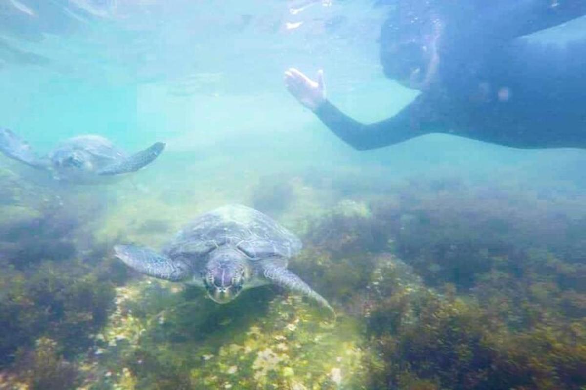 一只绿海龟在水中游泳